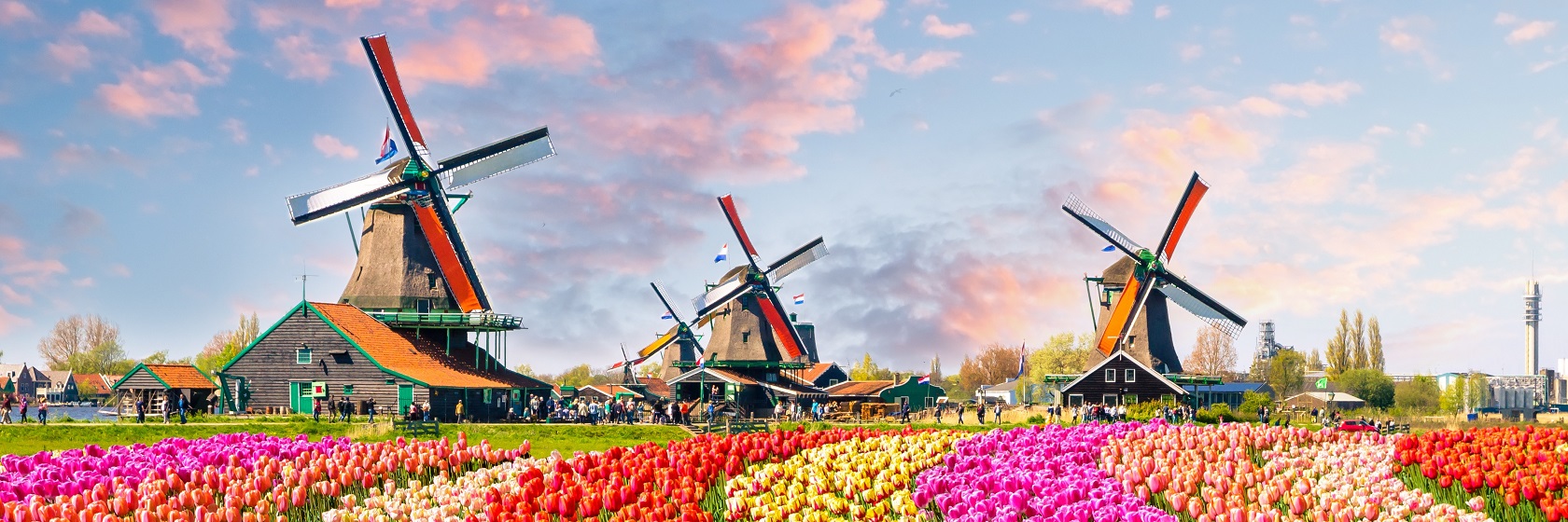 En v�gformad tulpanodling i fem olika bj�rta f�rger, i bakgrunden finns tre stora v�derkvarnar och p� himlen lyser l�tta rosaf�rgade moln.