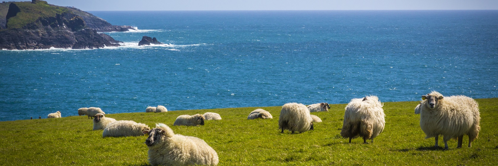 En grupp vita f�r betar p� en svagt sluttande betesmark vid den irl�ndska Atlantkusten.