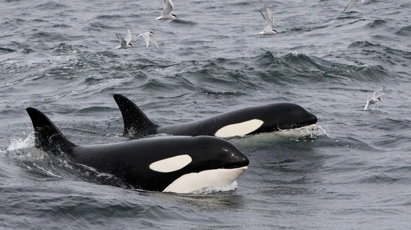 Valsafari fr�n Reykjaviks hamn 