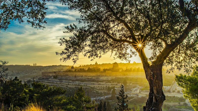 Vy �ver Kidrondalen och Gamla Jerusalem, strax efter soluppg�ngen. Solen bildar en stj�rna i en klyka p� ett olivtr�d.